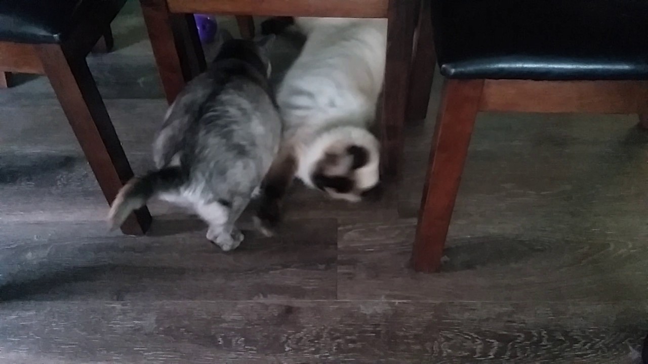 New Catnip Dispenser YouTube