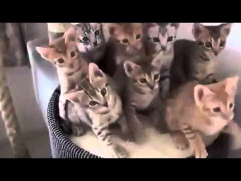 Әкесі қызына порно түсірді