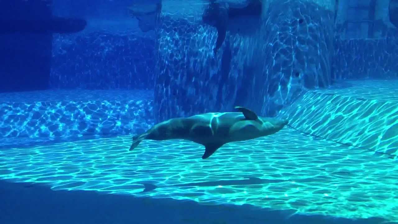Oltremare, Ulisse il delfino curioso - YouTube