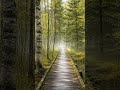 Ontario Forest May 🌿 Soft Ambient Music | Vellum