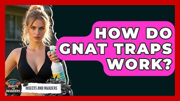How Do Gnat Traps Work? - Insects and Invaders