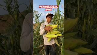 Download Lagu Pak tani dan panen jagung manis! Harga 5k/kg sari kebun! #shorts #petani #panen #jagung MP3 Download Lagu Pak tani dan panen jagung manis! Harga 5k/kg sari kebun! #shorts #petani #panen #jagung MP3