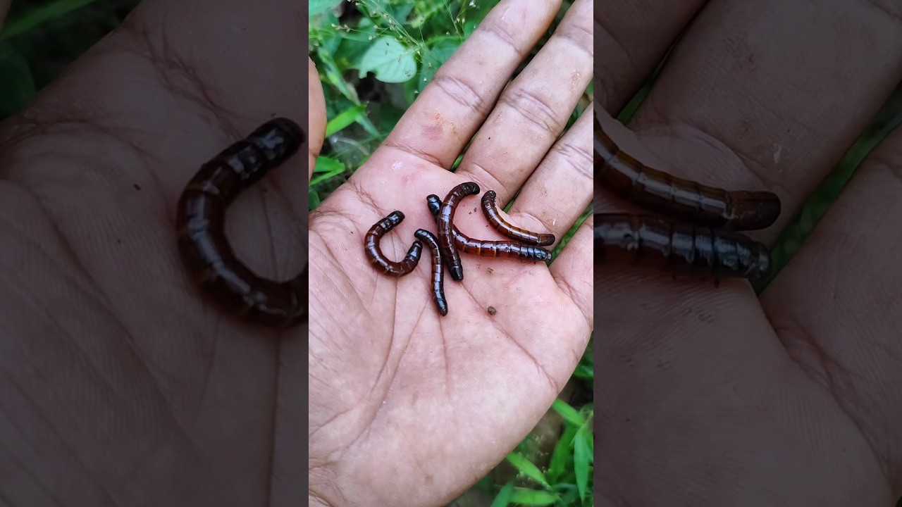 amazing isopods and larvae 