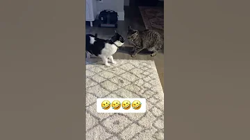 2025 Cat Catmom Funny Cute Moroccanculture Dance Music Worlddancemusic Adorable 