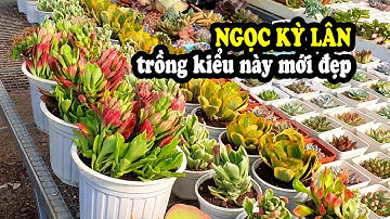 CÁCH TRỒNG VÀ CHĂM SÓC XƯƠNG RỒNG NGỌC KỲ LÂN ĐƠN GIẢN NHẤT
