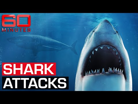 Video: What Sharks Attack People And Where Are They Found