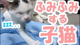 ふみふみしながら眠ってしまう子猫チロちゃん