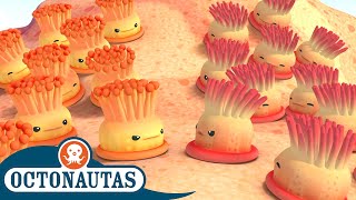Octonautas - Anêmonas Ferozes Primeira Temporada Episódios Inteiros