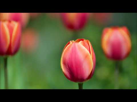 سورة البقرة الشيخ محمد المحيسني