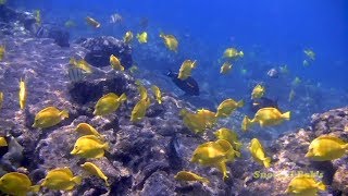 Yellow tangs, living wild and free on a reef in Hawaii.