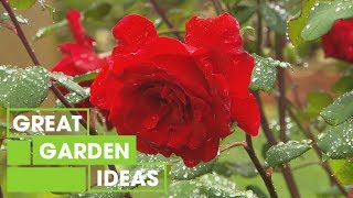 Achieving an English-Style Garden in Australia | Gardening | Great Home Ideas