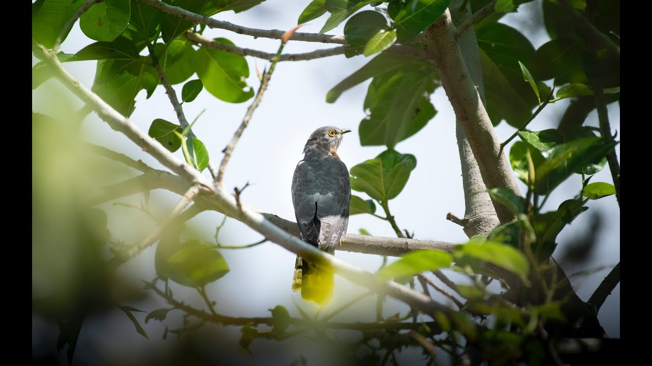 Георгий Скребицкий - Лесной голосок - YouTube