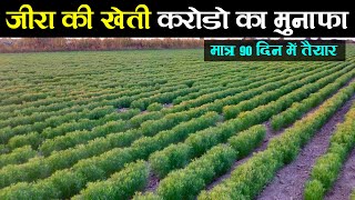 जीरा की खेती | जीरे की खेती कैसे करें | jira ki kheti kaise karen | cumin farming in India screenshot 4