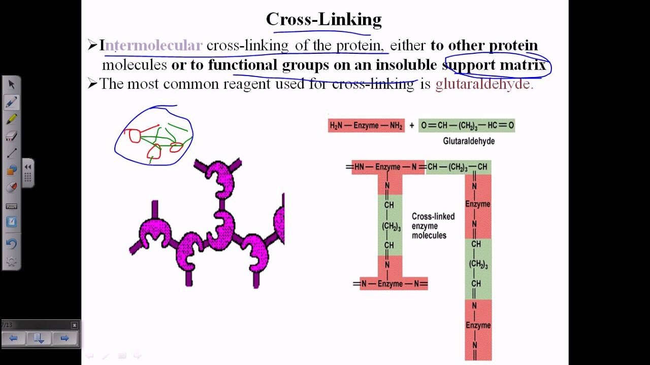 Enzyme cross linking - YouTube