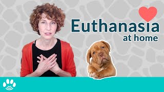 Pet Euthanasia At Home: A Spiritual Option? by Danielle MacKinnon 4,408 views 2 years ago 6 minutes, 46 seconds