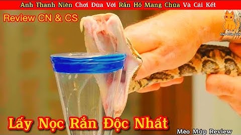 Anh Thanh Niên Chơi Đùa Với Rắn Hổ Mang Chúa Và Cái Kết Bất Ngờ || Review Con Người Và Cuộc Sống.
