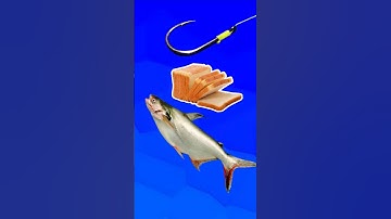 Cara Memasang Umpan Mancing Ikan Patin #shorts #fishing #tutorial