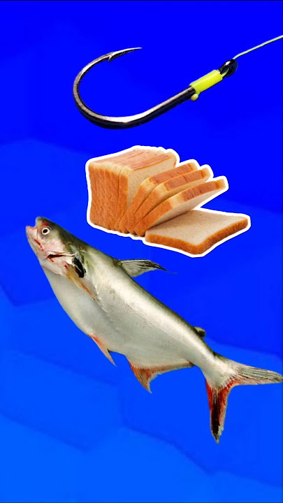 Cara Memasang Umpan Mancing Ikan Patin #shorts #fishing #tutorial