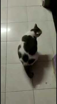 Kucing Gemuk Susah Gerak 😂 | Story wa Kucing Lucu #Shorts #Storywakucinglucu #kucinglucu
