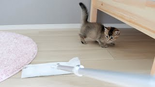 Please enjoy watching the kitten Kiki while I clean