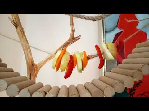 Wideo: Jak Zrobić Plac Zabaw Dla Papug