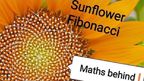SUNFLOWER AND FIBONACCI#FIBONACCI SEQUENCE