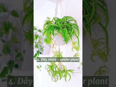 Video: Houseplants And Interior Design: Những cây nhà để phù hợp với phong cách của tôi