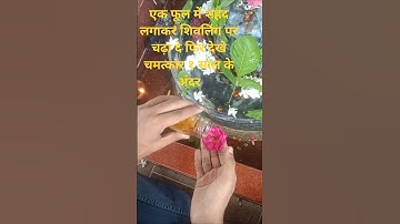 एक फूल में शहद लगाकर शिवलिंग पर चढ़ा दे फिर देखे चमत्कार १ साल के अंदर  #shortsfeed #shortsvideo