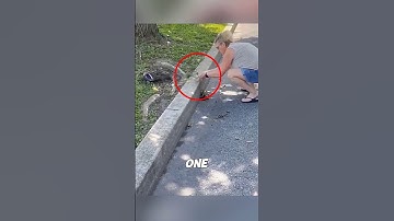 The woman helped the ducklings climb up ❤️ #shorts