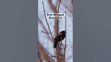 Red-Winged Blackbirds are one of the easiest to identify with their red shoulder patches! #birds