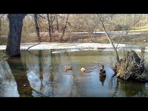 Огарь (прохожие говорили, что это мандаринка)