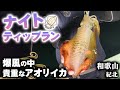 ナイトティップランを解説!