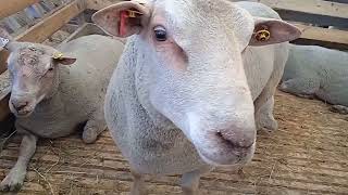 Посетил выстовку племенных овец и коз в Дагестане. Каспийск. 23.05.2024