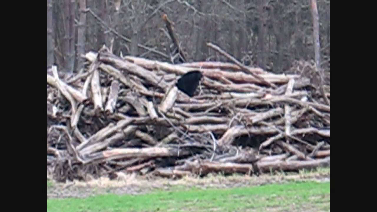 shooting in dc Black Bear and Cubs Coming Out of Den 2011