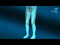 Medical animation  human body