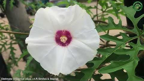 Distimake Dissectus (Jacq.) A.R.Simões & Staples | Flowering Lianas | 🇵🇦 Panama |