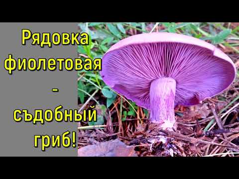 Рядовка фиолетовая - съедобный гриб!