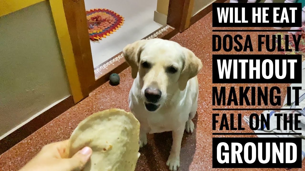 Can my Dog eat Dosa fully without making it fall on the ground? 🤔