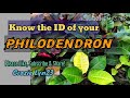 Philodendron varieties with names