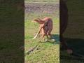 The little foal 🐴 has a sore leg / У небольшого жеребёнка 🐎 заболела ножка + #foal #horse #foals
