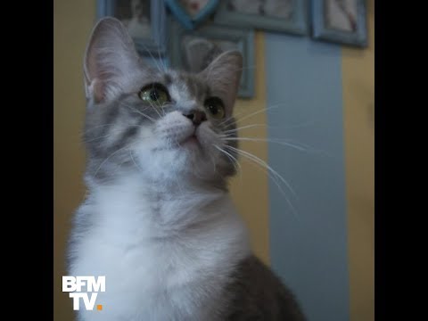Pourquoi les chats