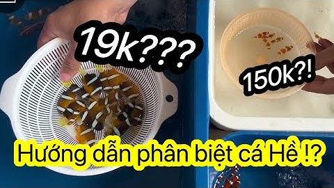 Hướng Dẫn Phân Biệt Cá Hề 19 lúa Vs Cá Hề 150 lúa