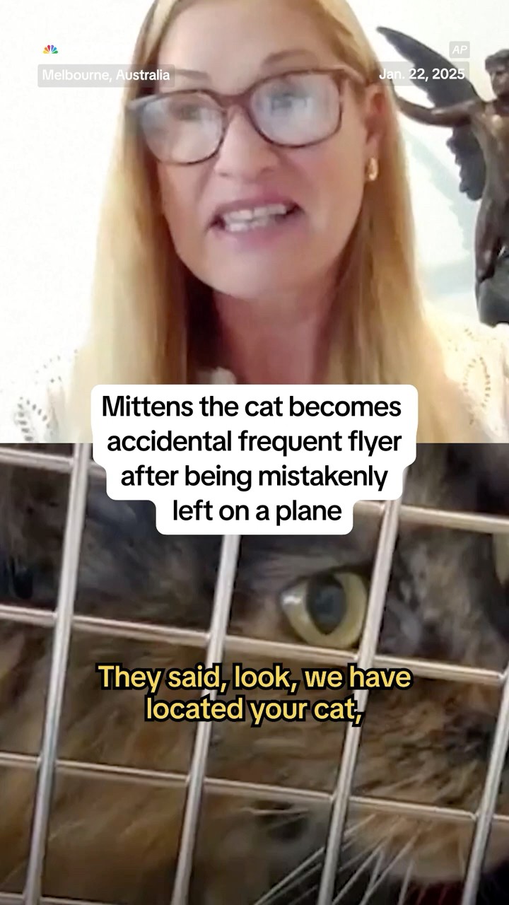 Mittens the cat becomes accidental frequent flyer after being mistakenly left on a plane