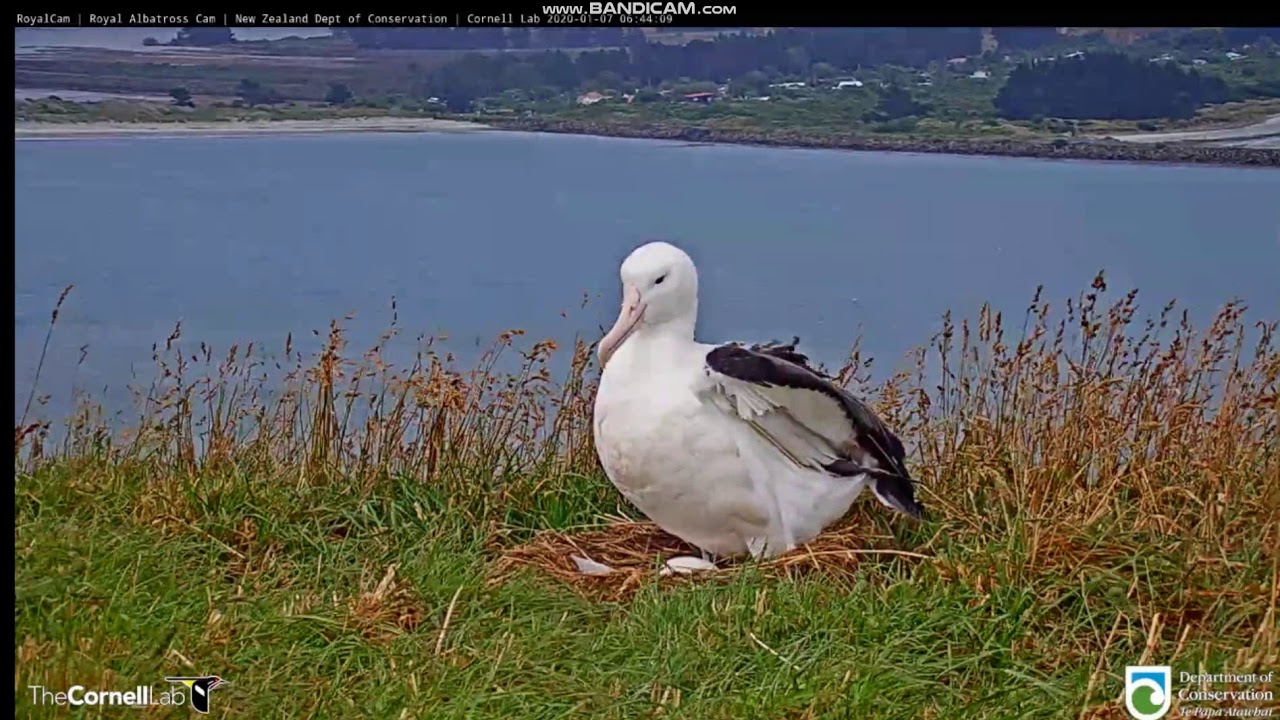 NZ Northern royal albatross 07 01 2020 1 