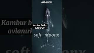 Okyanuslarda Kaydedilmiş Garip Sesler