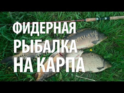 платная рыбалка на сазана