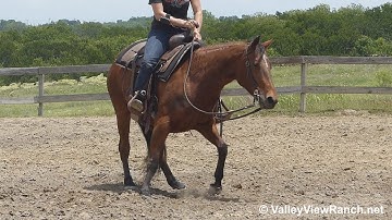 Taraspoonfulofsugar - working the flag! - ValleyViewRanch.net