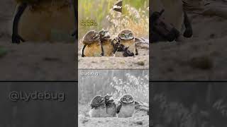 Hootention - Sowlute Shorts