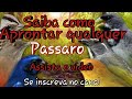 Seu pássaro saiu da muda e não abriu canto como antes?Assista o vídeo.