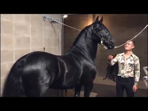 Video: Hobuse Kastreerimine - Veterinaaria õpetamise Hetked